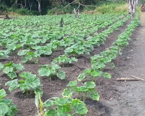 WhatsApp Image 2026-02-03 at 10.05.19 (8)